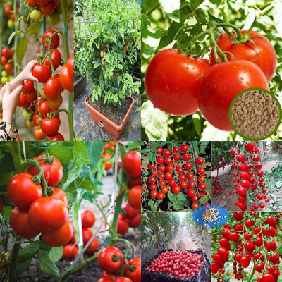 ibains Small tomato seeds pack of 70 Seed(70 per packet)