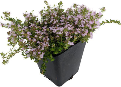 CYBEXIS PAU-45 - Thymus Minus - World's Smallest Thyme - (1350 Seeds) Seed(1350 per packet)