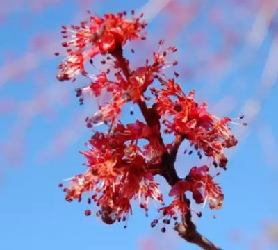 MAA Maple Seed(14 per packet)