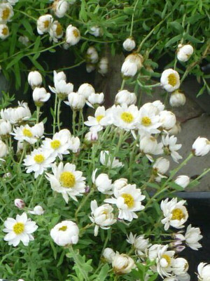 XOLDA Exotic daisy white Seed(33 per packet)