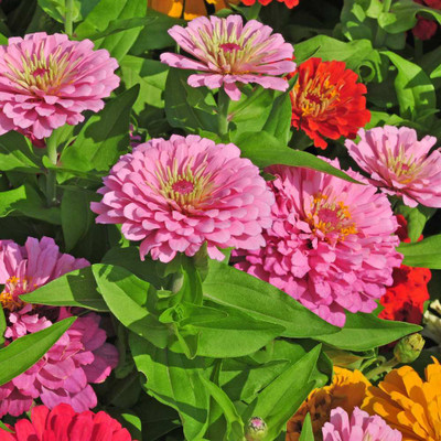 AMAJIT zinnia lilliput mix _40 Seed(40 per packet)