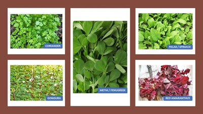 CHILLATAI Best Collection of Combo Leaf Vegetable Pack 5 Variety Seed(900 per packet)