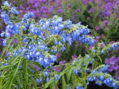 VibeX ® LXI-398 Salvia azurea gradiflora Blue Sage Seed(200 per packet)
