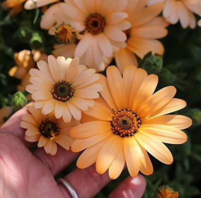 CYBEXIS African Daisy/Dimorphotheca Multi-Mix Color Flower Seeds Seed(1 g)