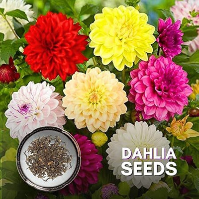 isarkars ™ Dahlia flowers, Double Figaro Mix, dalia|daliya|dhalia|daliya Seed(6 per packet)