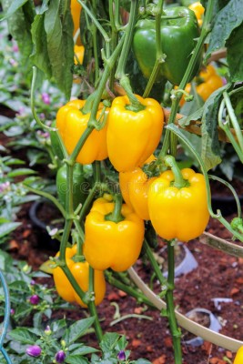 BDSresolve Hybrid yellow capsicum/simla marich seeeds pack of 10 Seed(10 per packet)