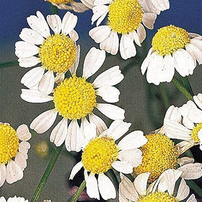 CYBEXIS GUA-83 - Roman / German Chamomile - (2250 Seeds) Seed(2250 per packet)