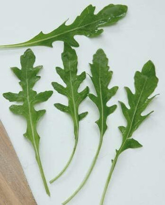 Qualtivate LX-49 Arugula Seeds Roquette Seed(1000 per packet)