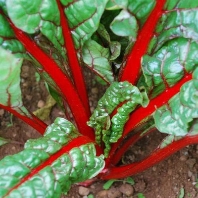 CYBEXIS Rhubarb Chard Could be harvested All The Season2000 Seeds Seed(2000 per packet)