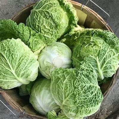 KNESSiN Cabbage Seed(200 per packet)