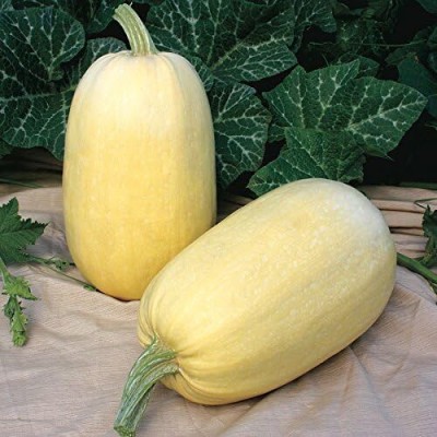 Qualtivate NDIR-274 Tivoli Hybrid Spaghetti Squash Seeds Seed(100 per packet)