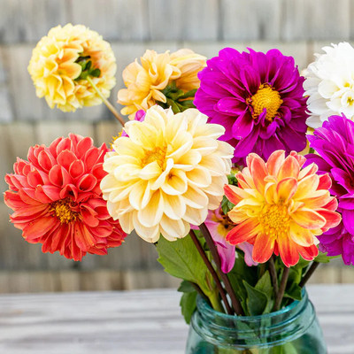 DEYS AGRO ™ mexican dalia flower seeds,hybrid mix Seed(42 per packet)