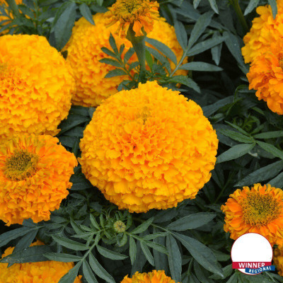Avysa African Marigold Hybrid Seeds For Roof Garden Container Garden Orange Seed(100 per packet)