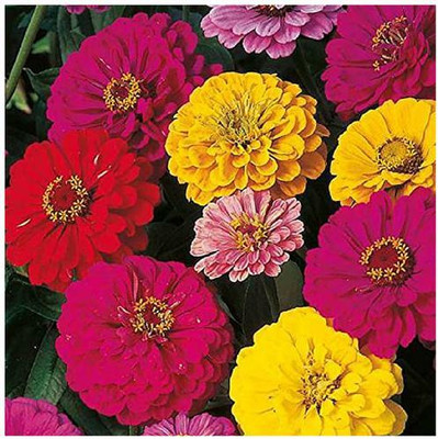 Alishaa MIXED DAHILA FLOWER SEEDS Seed(18 per packet)
