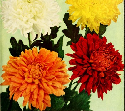TRICONE Chrysanthemum Mix (200 Seeds) Flower 200 Beej W24 Seed(200 per packet)