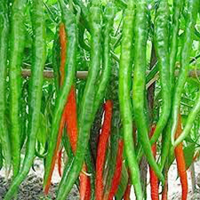 PMA bumbai chilli, pure dasi chilli Seed(125 per packet)
