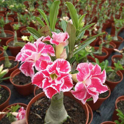 Qualtivate VVI-416 Desert Rose Adenium Obesum Mixed Colors Seed(30 per packet)