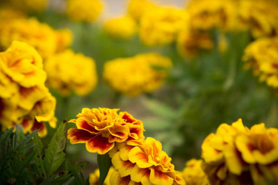 shivay Export marigold/gende ka phool flower seeds Seed(75 per packet)