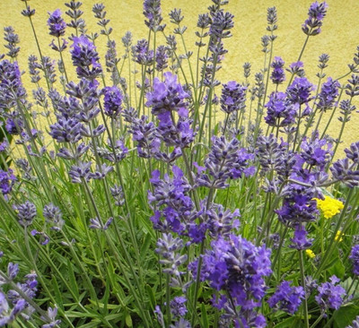 MOOFGA Lavandula angustifolia , true lavender Seed(150 per packet)