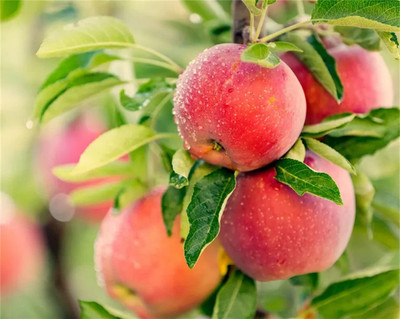 ACMS MOROCCON APPLE SEEDS FOR HOME AND GARDEN Seed(25 per packet)