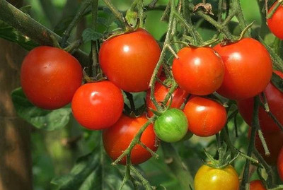 CYBEXIS Hrishi Hybrid Tomato2000 Seeds Seed(2000 per packet)