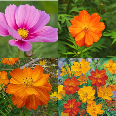 ibains Cosmos seed for home garden 23 Seed(23 per packet)