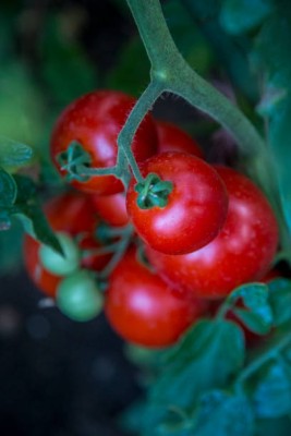 ME Traders tomato Seed(135 per packet)