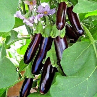 KNESSiN Brinjal Long Purple Seed(200 per packet)