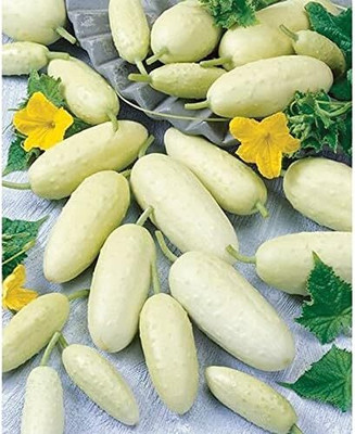 Qualtivate PUAS-5A White Cucumber Pickling Seeds Seed(300 per packet)
