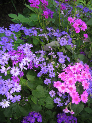 Audhav Chrysanthemum Flower Seeds F1 Hybrid Combo Seeds For Winter Season Seed(50 per packet)
