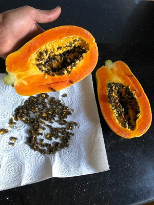 KANAYA पपीते का बीज, পেঁপে বীজ, Papaya Seed Seed(150 per packet)