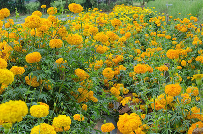 NATURE FARM marigold/gende ka phool flower seeds Seed(50 per packet)