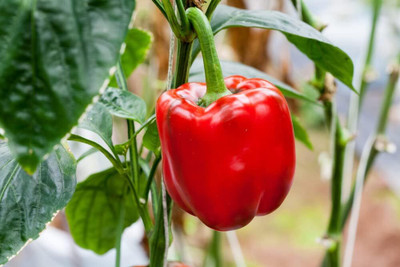KNESSiN Yolo Wonder L Red Capsicum -[300mg] Seed(50 per packet)