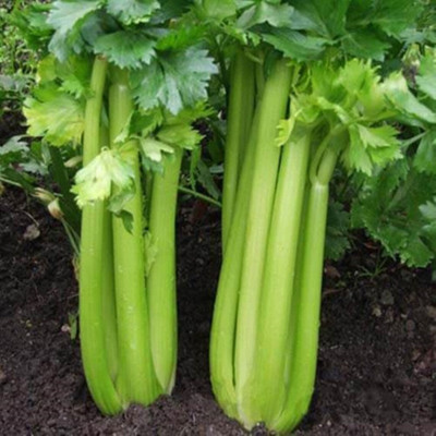 CEZIUS Seeds for Home Gardening Herb Celery Pascal Rare Natural Heirloom Seed(65 per packet)