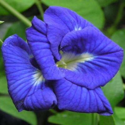 Seedsqlty Aparajita double flower seeds, high germination (26 seeds) Seed(26 per packet)