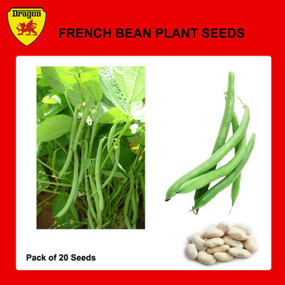 Cloud Farm Beans Seed(20 per packet)