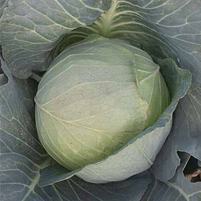 KNESSiN Cabbage Brunswick Seed(1250 per packet)