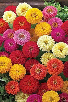 Lorvox Zinnia 'Scabiosa Flowered Seed(80 per packet)