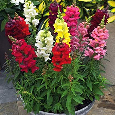 Aywal Antirrhinum Mix Heirloom Flower Seed(10 per packet)