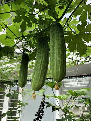 Quentova Cucumber Seeds | Non-GMO-XIL-8P Seed(300 per packet)