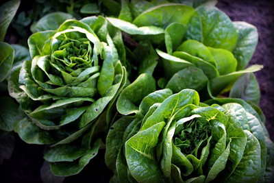 Qualtivate FXL-5AT Lettuce Buttercrunch Butterhead Seed(300 per packet)