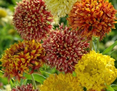 CYBEXIS GAILLARDIA PULCHELLA DWARF DOUBLE MIXED SEEDS200 Seeds Seed(200 per packet)