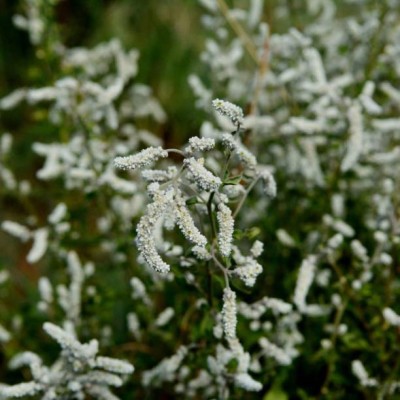 AZOLLA gypsophila flower Seed(200 per packet)