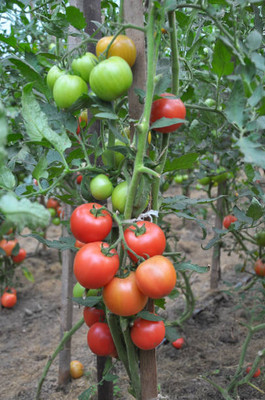 TANMAY FUN ZONE tomato Seed(70 per packet)