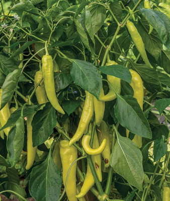 Biosnyg Non GMO Blazing Banana Hot Pepper Vegetable Seeds For Gardening-(4000 Seeds) Seed(4000 per packet)