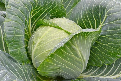 Greenfall Backyard Cabbage Seed(50 per packet)