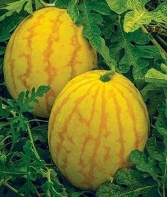 KNESSiN Heirlooms Prolific, Rare Watermelon, Organic Gold in Gold Hybrid Seed(50 per packet)