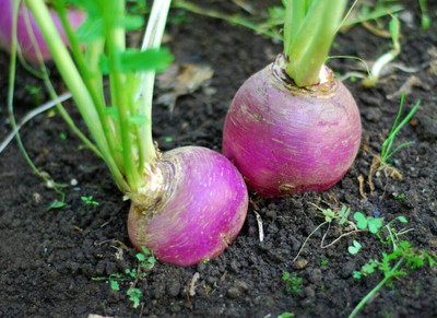 CRGO TURNIP , SHALGAM Seed(80 per packet)