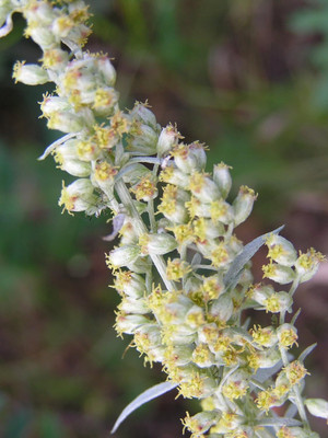 Qualtivate GBPT-2A PRAIRIE SAGE (Wormwood / Sagewort) Seed(100 per packet)