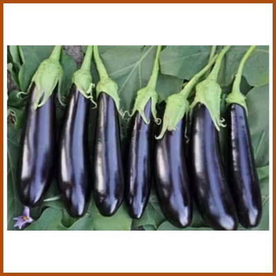 RUDRAAMAA Brinjal Seeds | Hybrid Eggplant Seeds for Home & Kitchen Garden Seed(50 per packet)